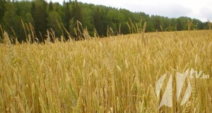 psenica-u-polju-zito-zri-700x374