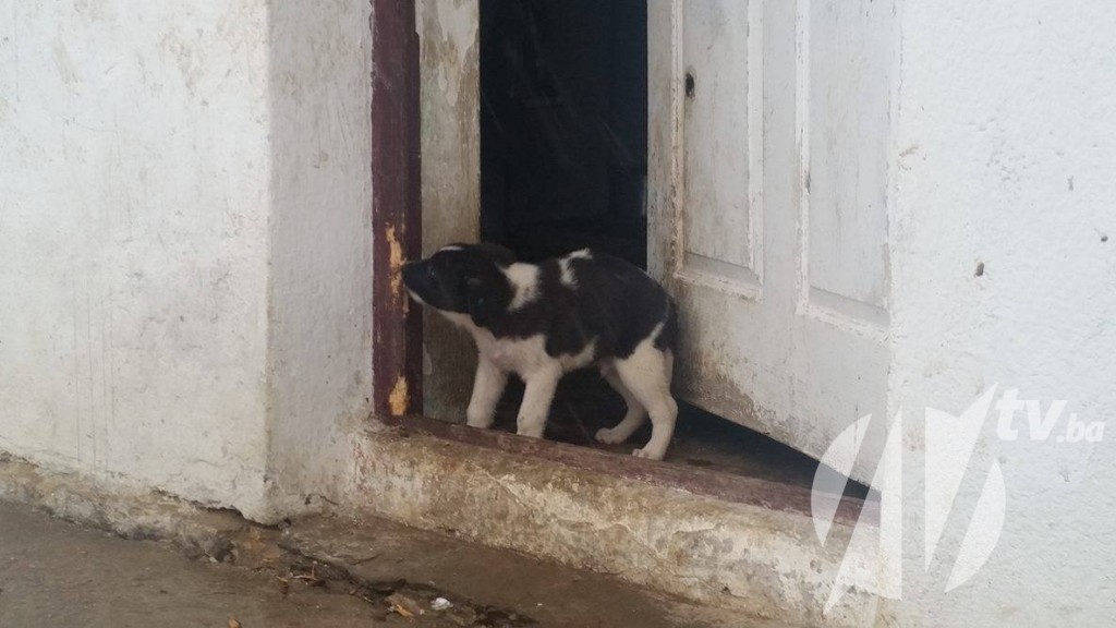 12315081_753847588052987_482686670_o