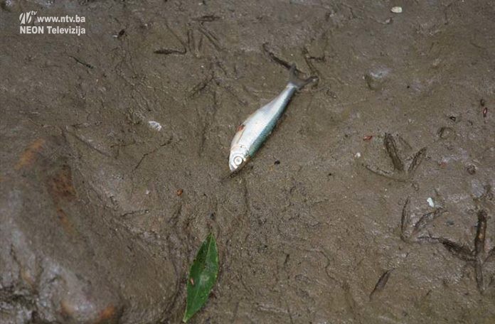 pomor-ribe-1-696x456