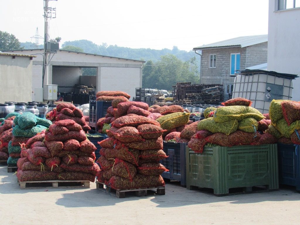 Proizvođači kornišona u BiH traže pomoć: Milionski gubici, propadaju tone krastavaca