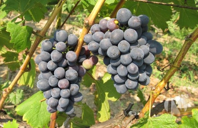 grozde_2