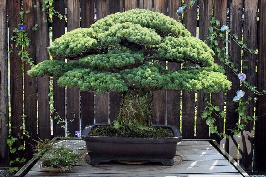 bonsai-drvo-1