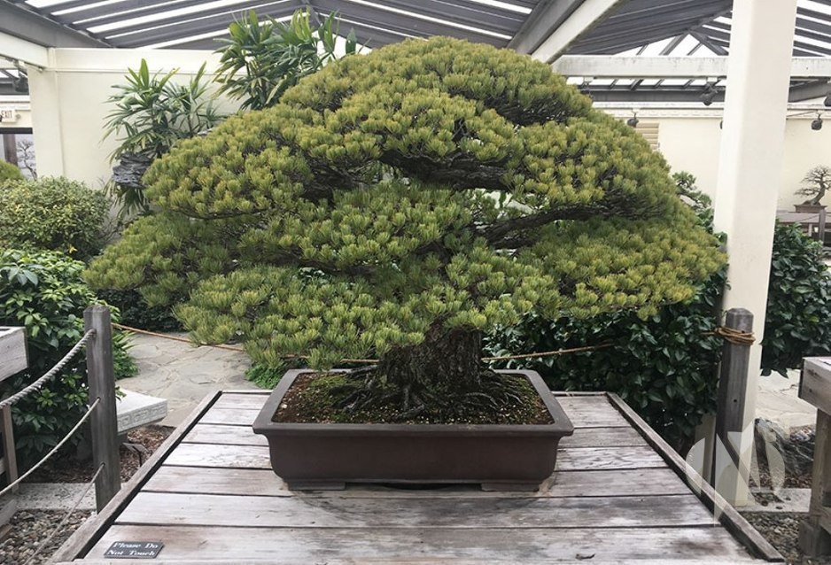 bonsai-drvo-3