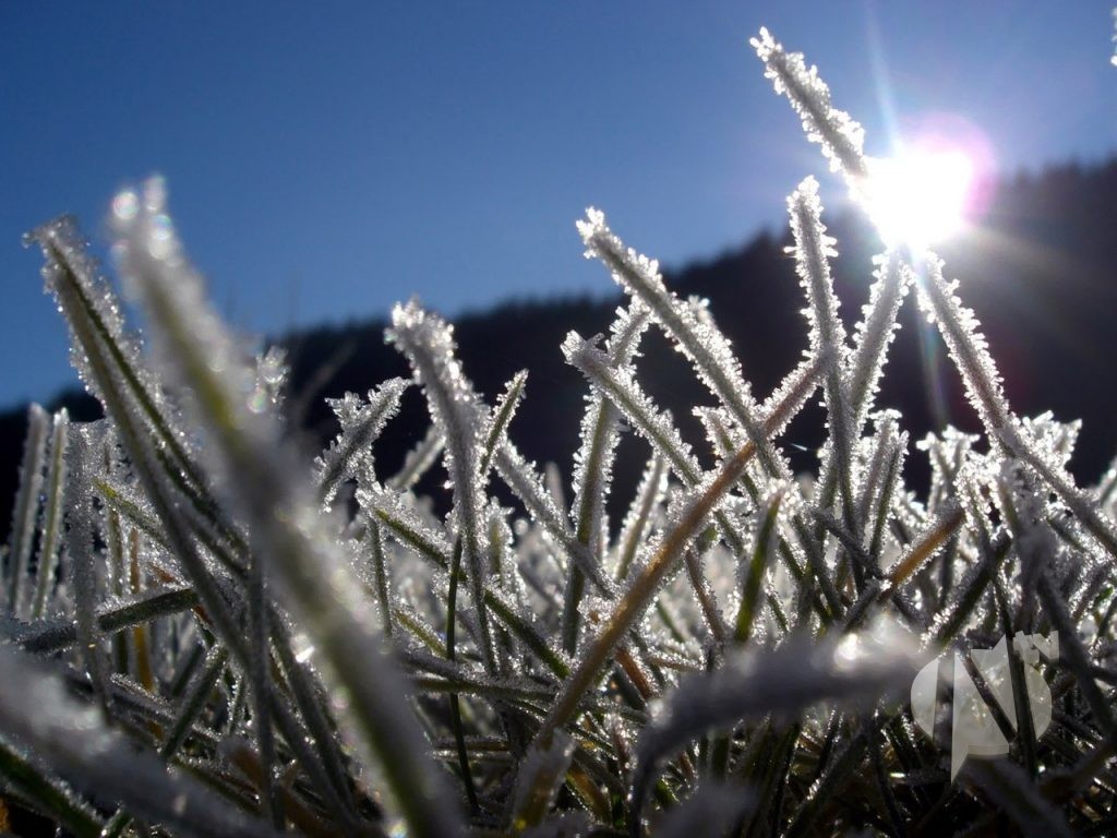 grass-hoarfrost-frost-sun-light-beams