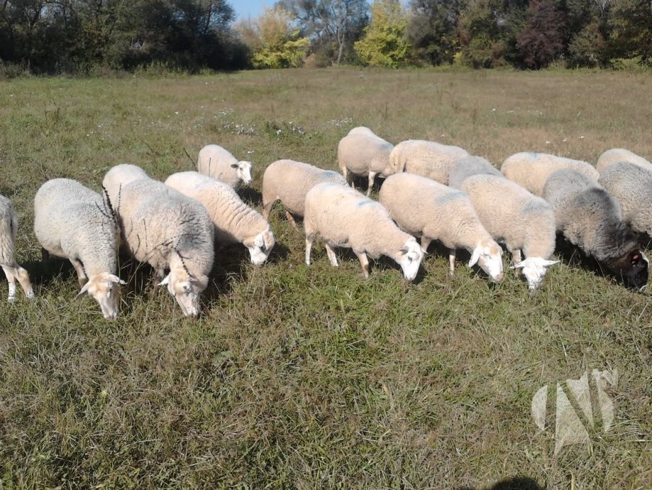 prodaja-ovaca-janjadi-slika-49914670
